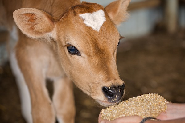 Find the leading importing animal feed countries from India