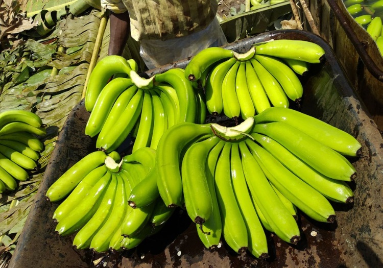 banana exporters from india