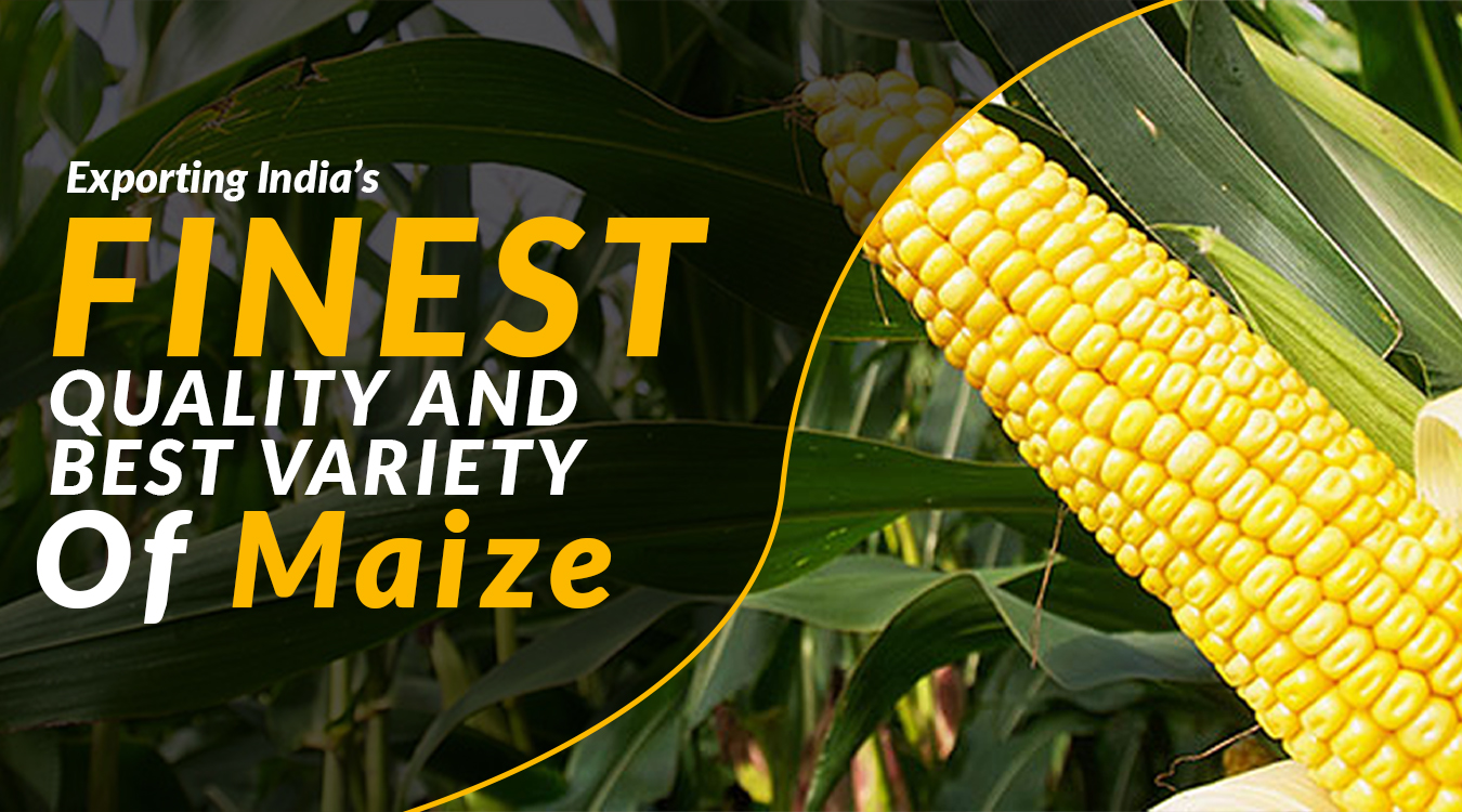 banner maize