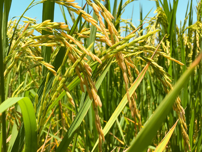 non-gmo rice from india